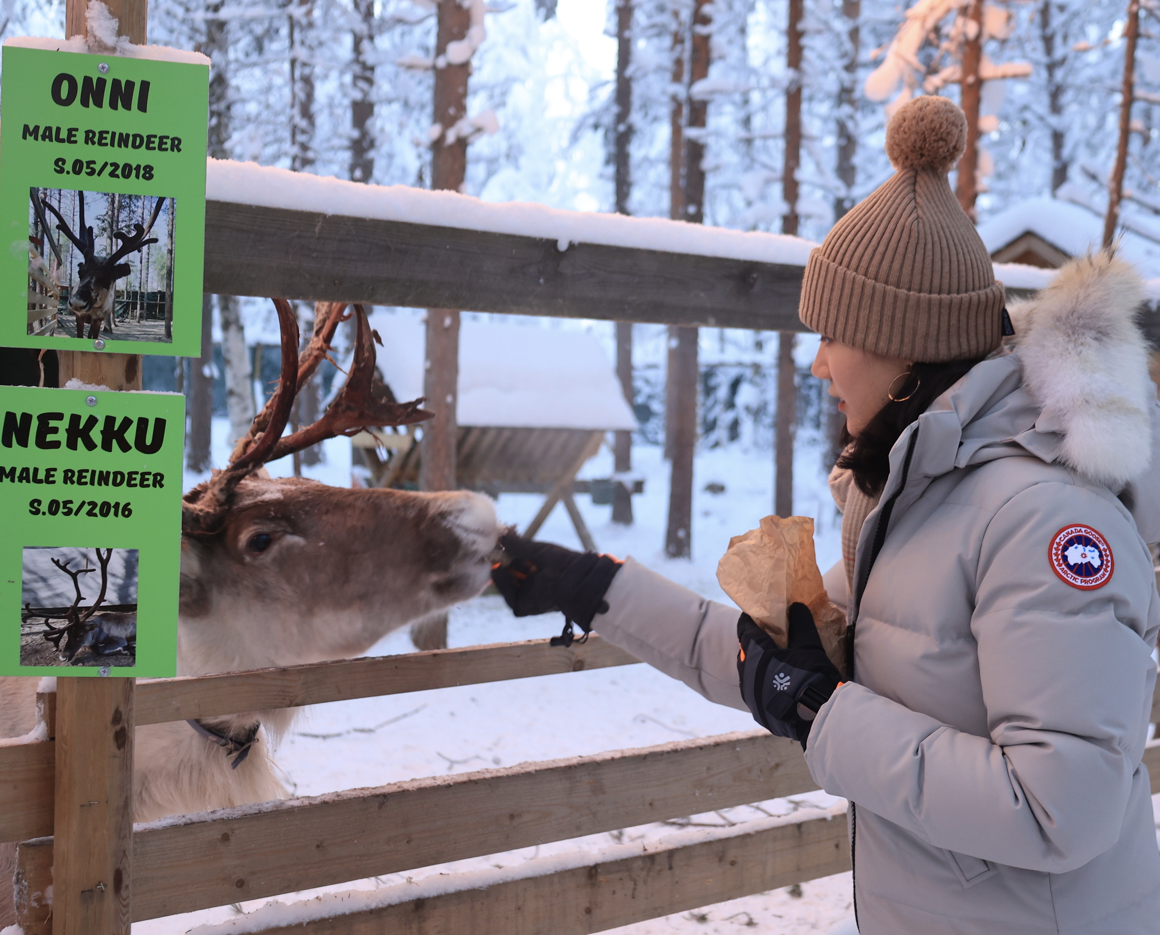 Reindeer, Rovaniemi